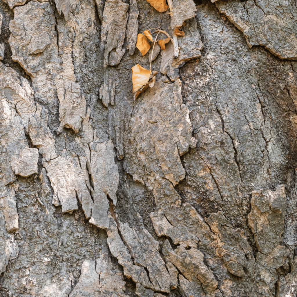 Magnolia Bark tea for better sleep